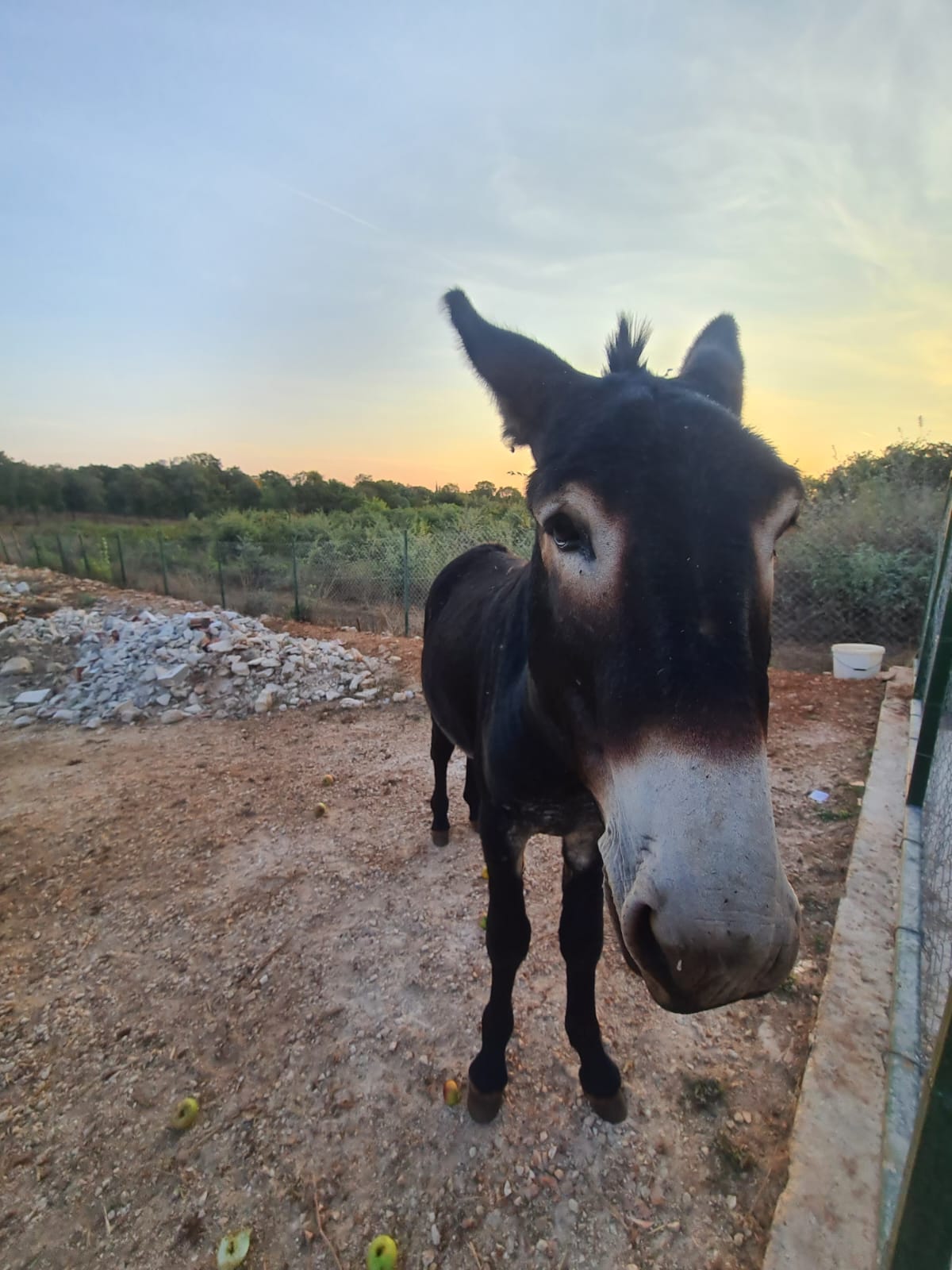 A donkey beside a fence in the Istrian countryside.