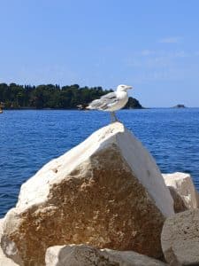 A seagull perched on a pale rock beside the blue sea