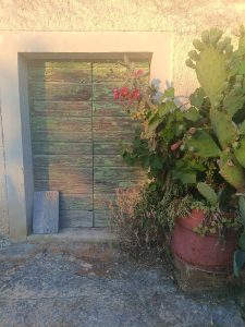 A weathered green door surrounded by potted plants