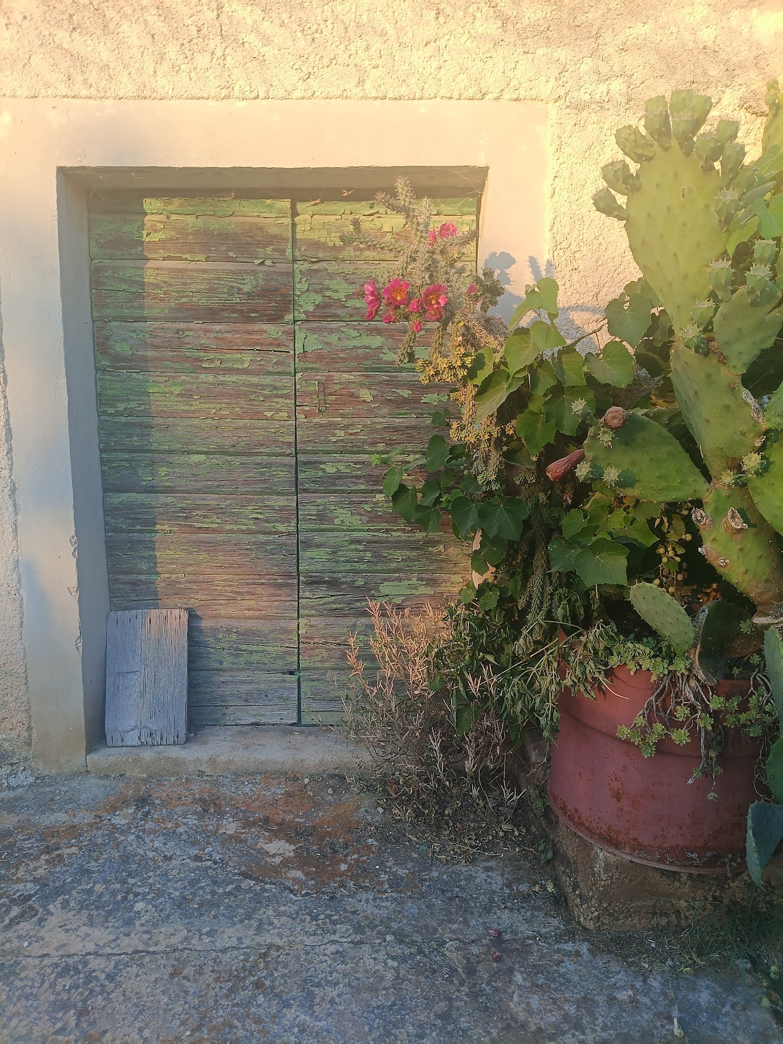 A weathered green door surrounded by potted plants