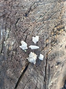 White shells arranged on weathered wood