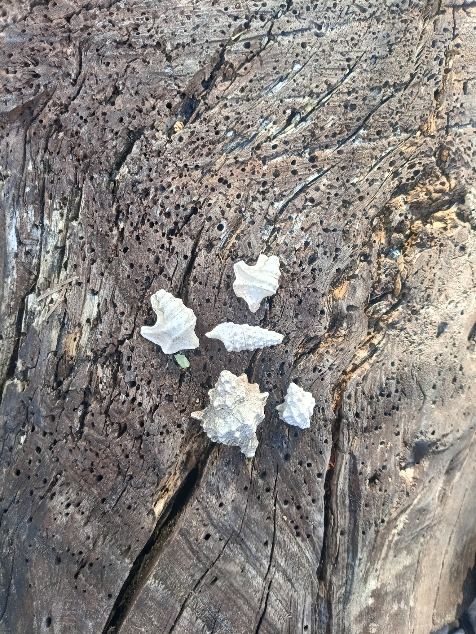 White shells arranged on weathered wood
