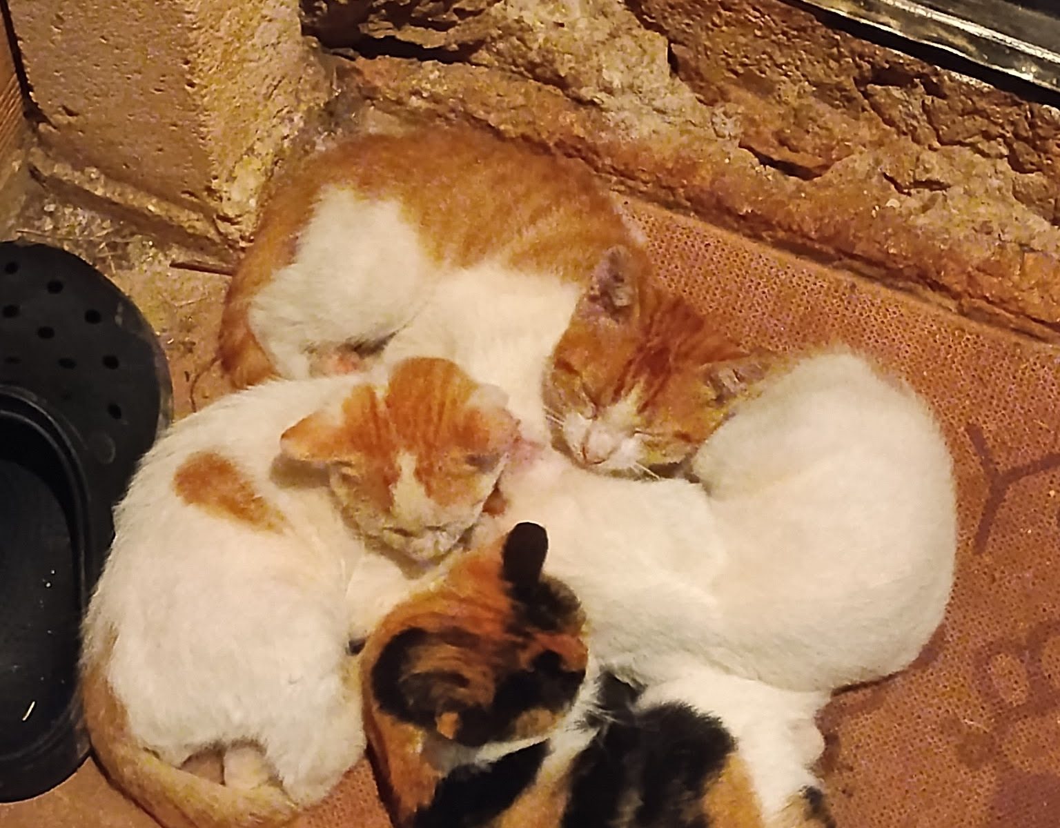 Cats curled up together on a doorstep
