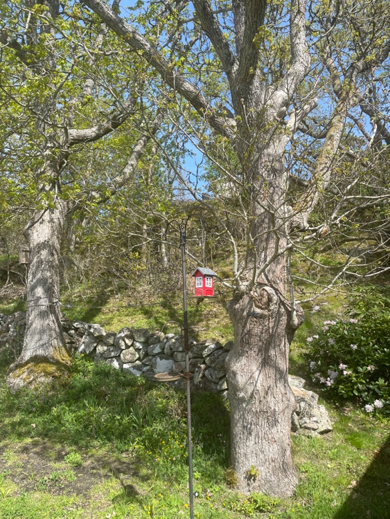 Fågelmatning vid en ek intill en stengärdsgård.