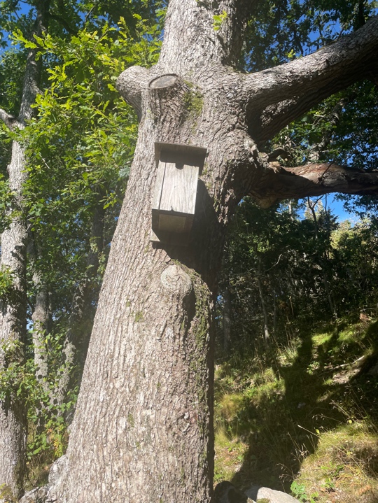 En fågelholk på stammen av ett stort träd.